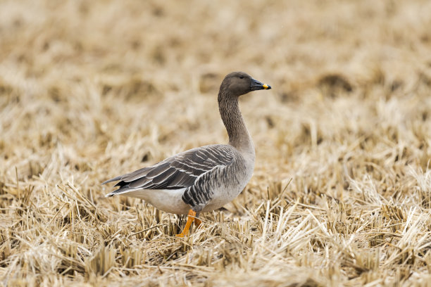 branta