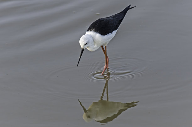 charadriiformes