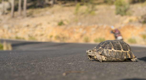 reptilia