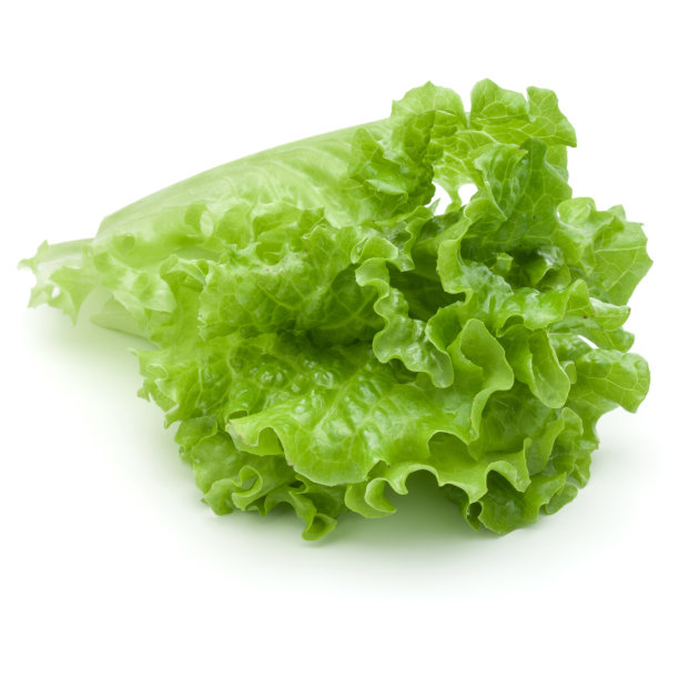 lactuca
