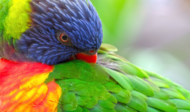 lorikeets