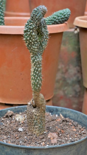 cholla
