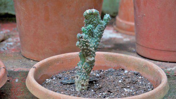 cholla
