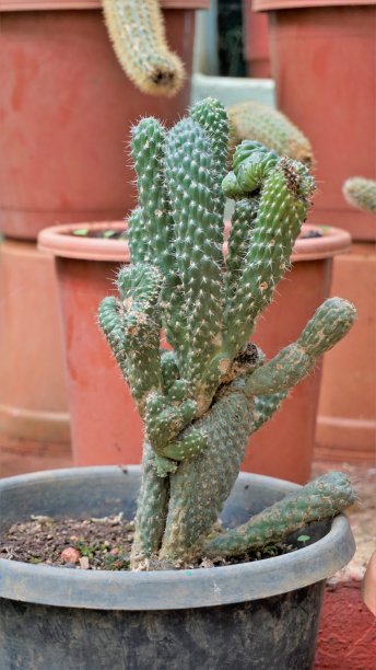 cholla