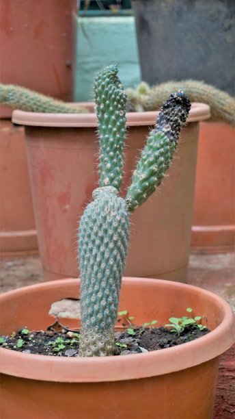 cholla