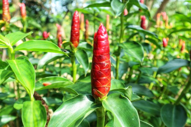 costus