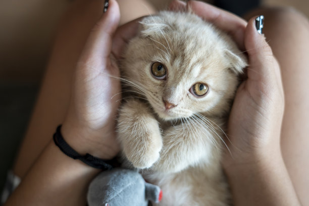 可爱猫咪小女孩