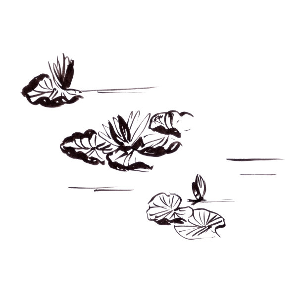 睡莲,花簇,植物学