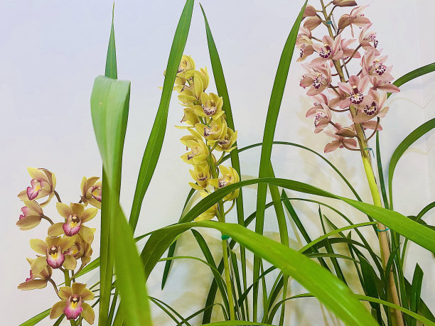 cymbidium