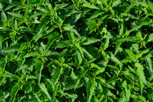nettles
