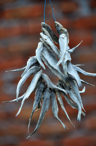 chanidae
