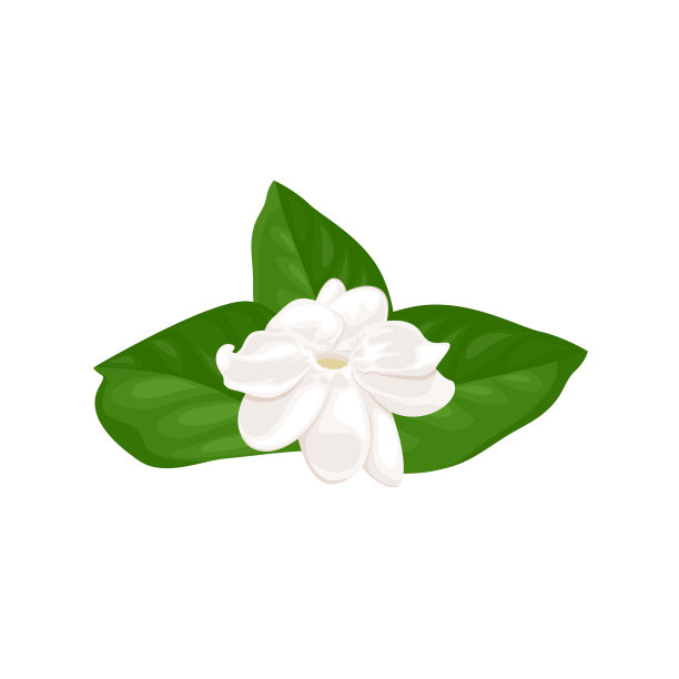 嫩枝,花蕾,花簇