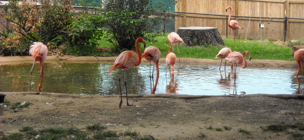 zoo