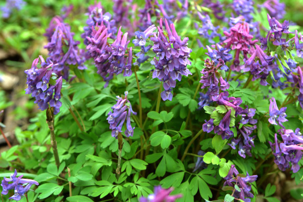 corydalis