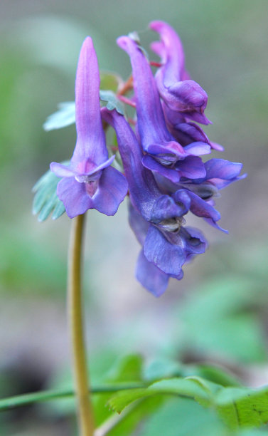 corydalis