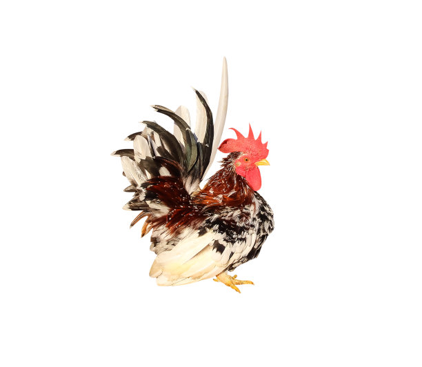 cock