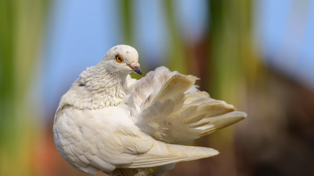 preen