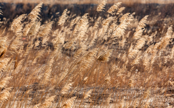 reed