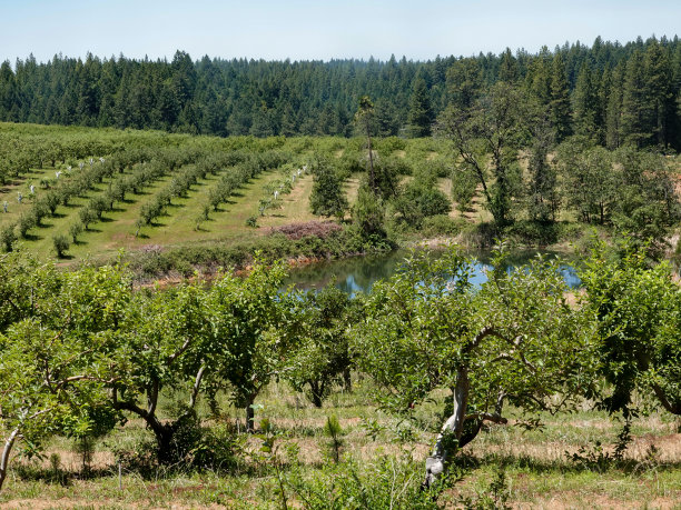 orchard