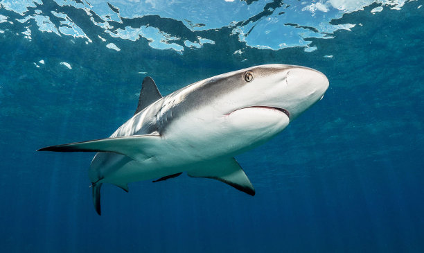shark