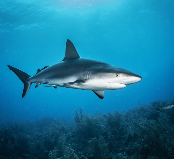 shark
