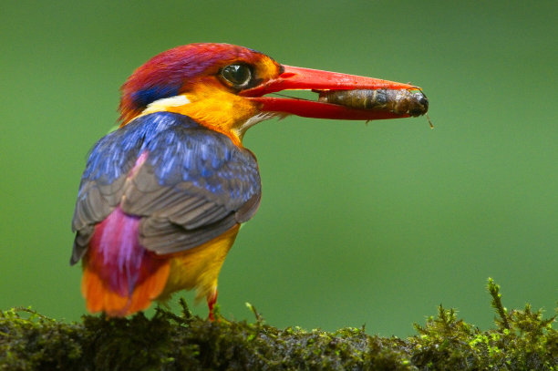 perched