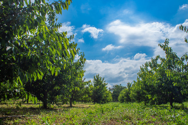 户外蓝天白云草地树林图片