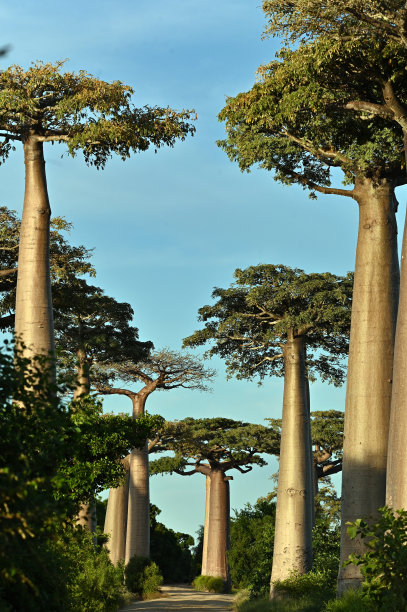 baobab