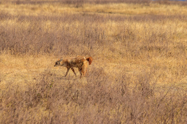 jackal
