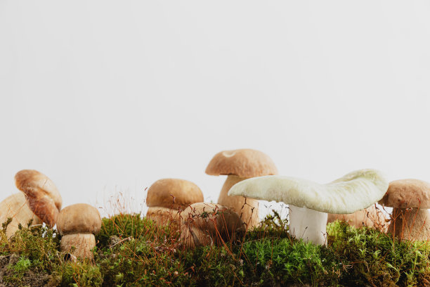 toadstool