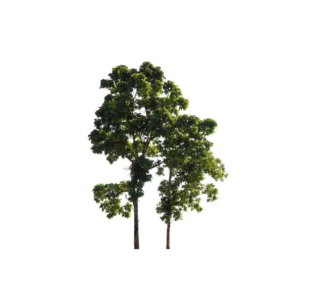 叶子,植物学,植物