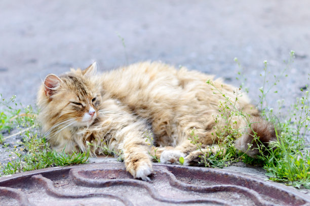 stray