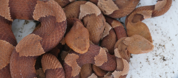 copperhead