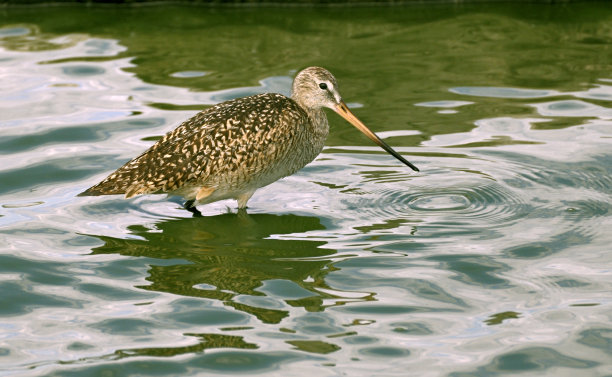 limosa