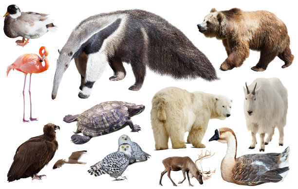 wildlife