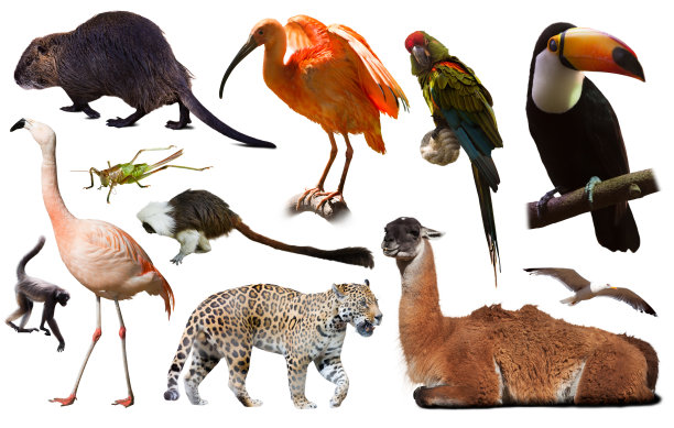 zoology
