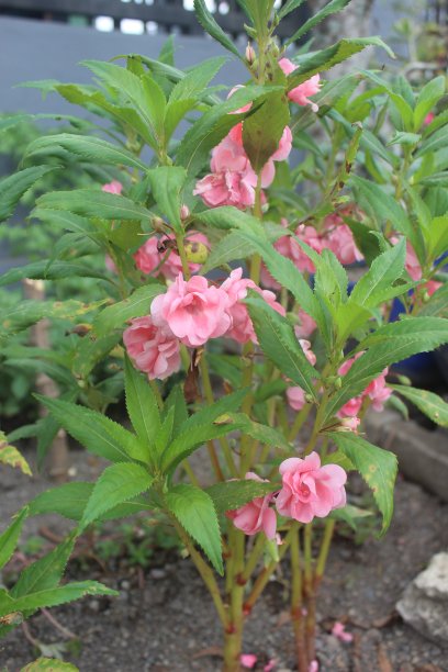 impatiens