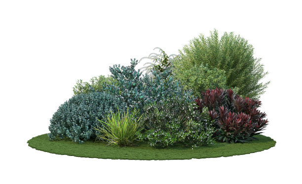shrub