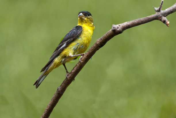 ornithology