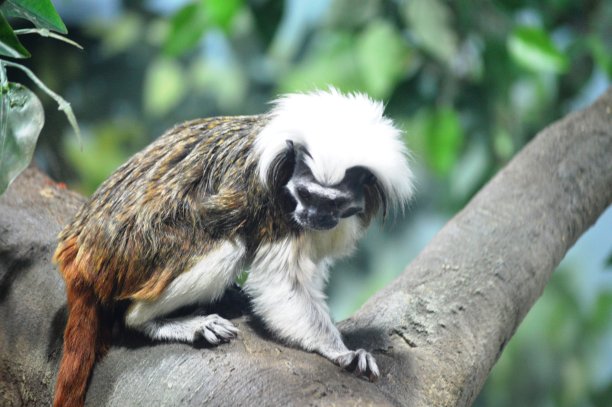 saguinus
