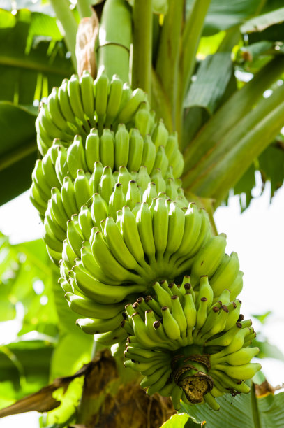 香蕉树,未成熟的,熟的