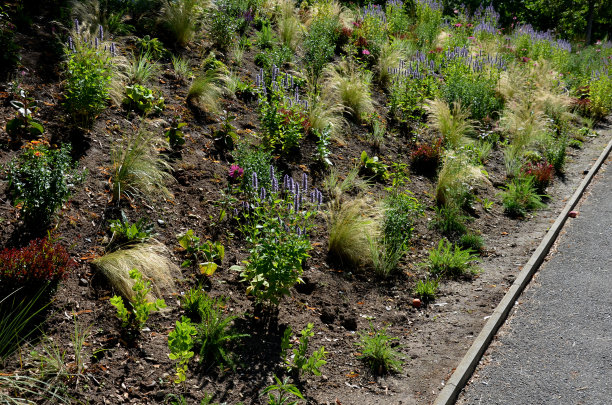 filipendula