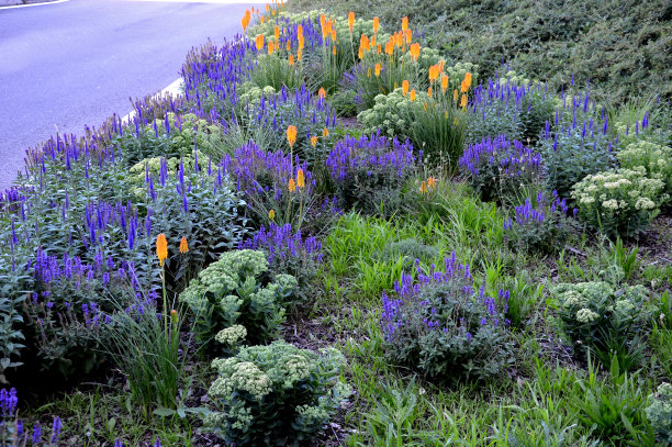 salvia
