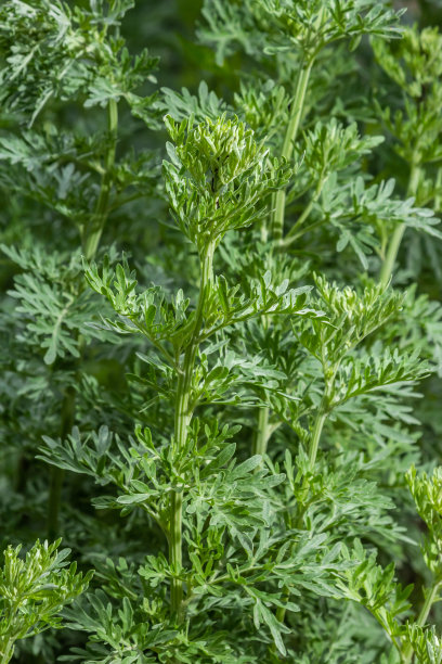 wormwood