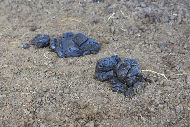 poo