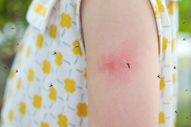 mosquito