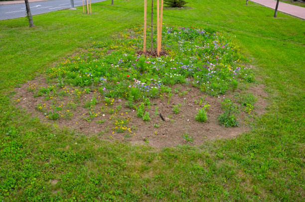 filipendula