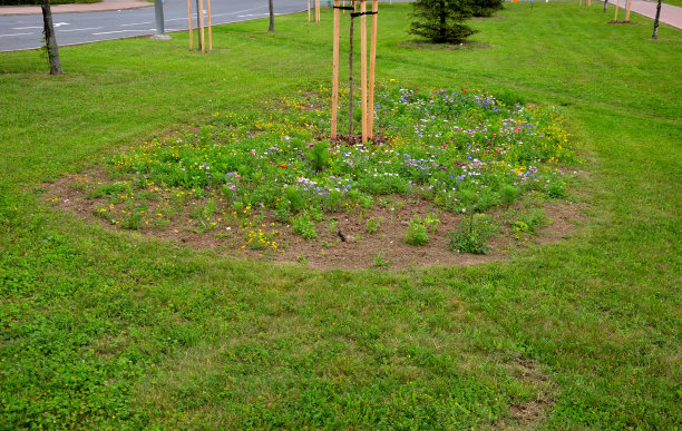 filipendula
