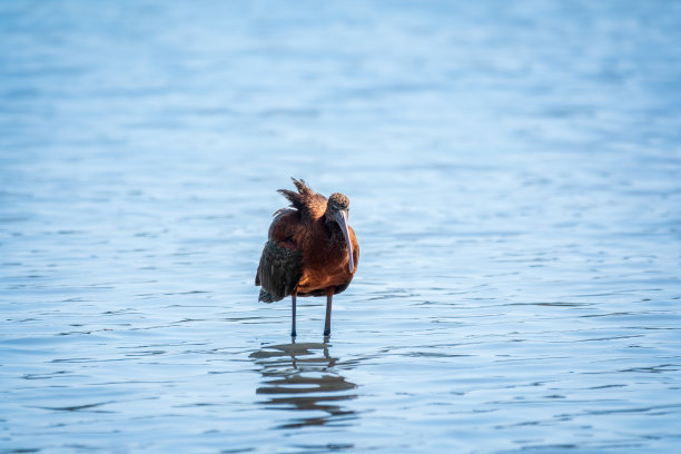 ibis