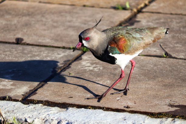 charadriiformes